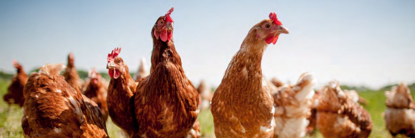 Aktion Huhn Spezial