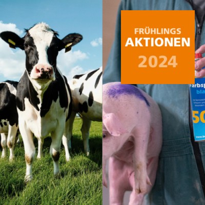 2024 Frühlingsaktion Schwein & Rind