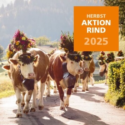 2025 Herbstaktion Rind