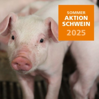 2025 Sommeraktion Schwein