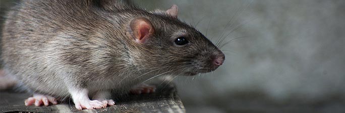 Ratten- und Mäusebekämpfung