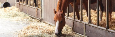 Stallbedarf