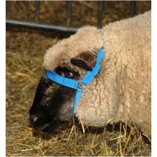 Kopfhalfter f. Schaf u. Bock Nylon Kinngurt blau #2