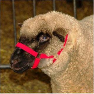 Kopfhalfter für Schaf und Bock m. Kinngurt rot