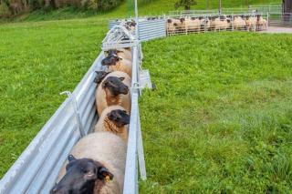 Patura Horde blechverkleidet #1