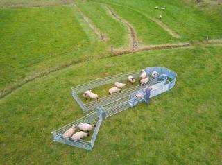 Patura Fang- & Behandlungsstand "Typ XL" #2