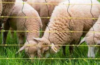 Horizont-Netz super Wolfabwehrnetz DS 140 cm 50 m #3