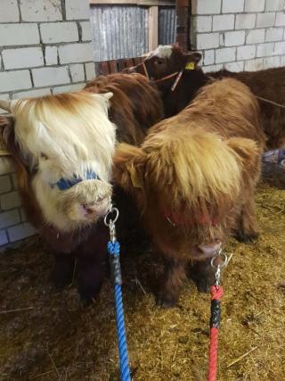 Führstrick mit Bull Snap 200 cm