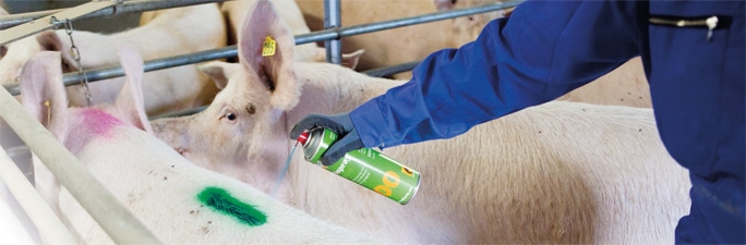 Tierkennzeichnung und –bändigung